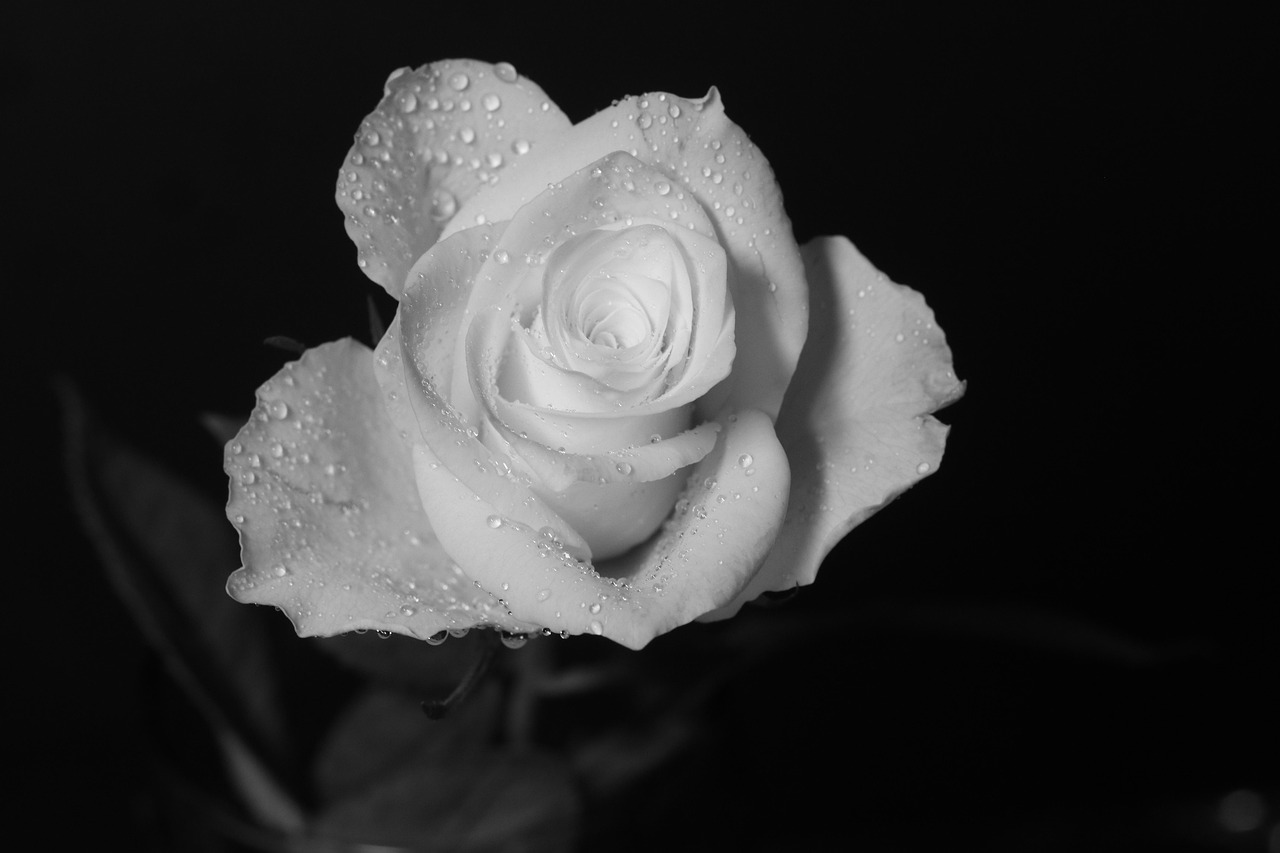 white rose, black white, nature, still life, flower, flower wallpaper, beautiful flowers, blumen, kunst, abstract, black abstract, black rose, flower background, black life